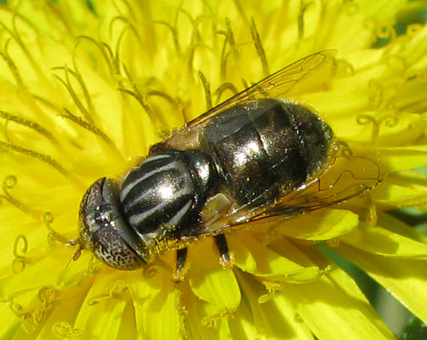 Altro Syrphidae da identificare